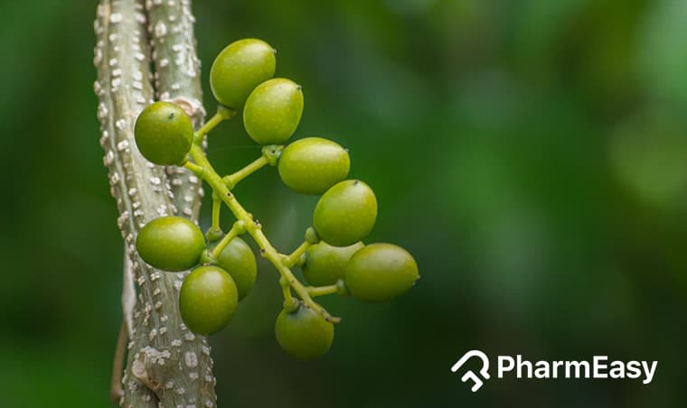 Gulvel: Ancient Herb for Modern Wellness | Uses & Benefits