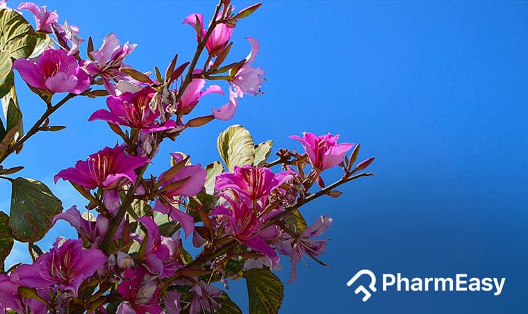 Kachnar: Ayurvedic Herb for Diabetes, Skin & More