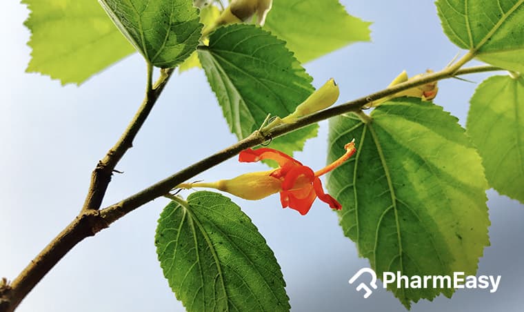 Gudmar: Gymnema Sylvestre for Diabetes & Health