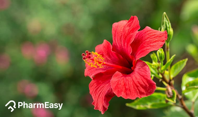 Hibiscus Tea: Benefits, Uses, Side Effects & More