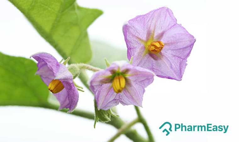 Kantakari Benefits: Uses, Side Effects & Ayurvedic Remedies