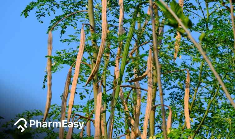 Moringa Tree Benefits: Uses, Side Effects & Health Facts