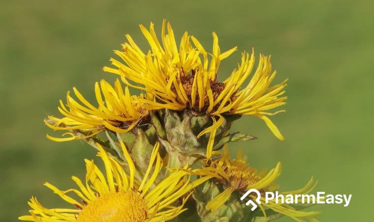 Pushkarmool: Benefits, Uses & Side Effects by Dr. Smita Barode