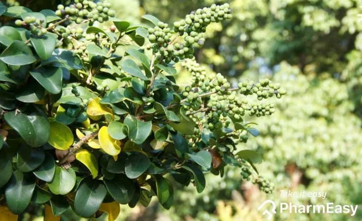 Guggul Benefits: Uses, Side Effects & Ayurvedic Insights