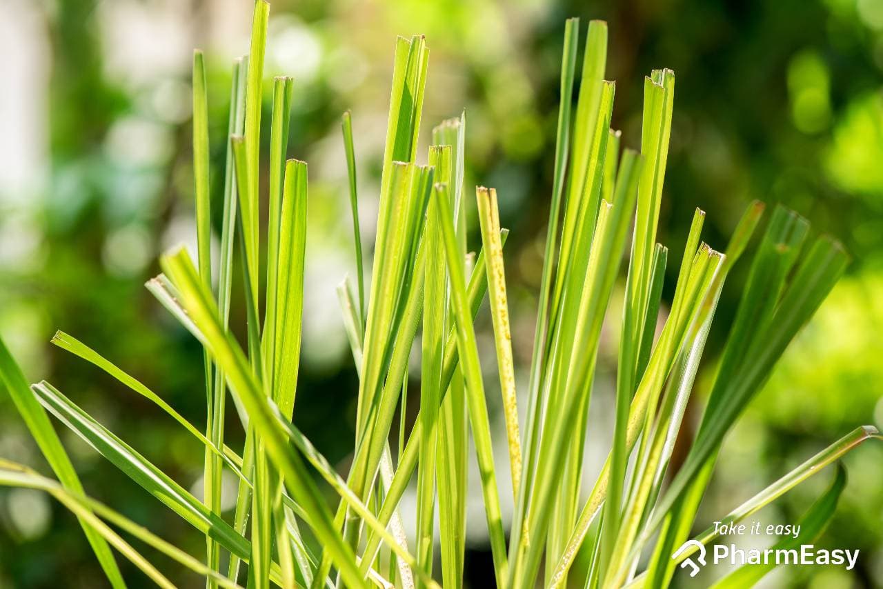 Lemongrass: Health Benefits, Uses, and Precautions