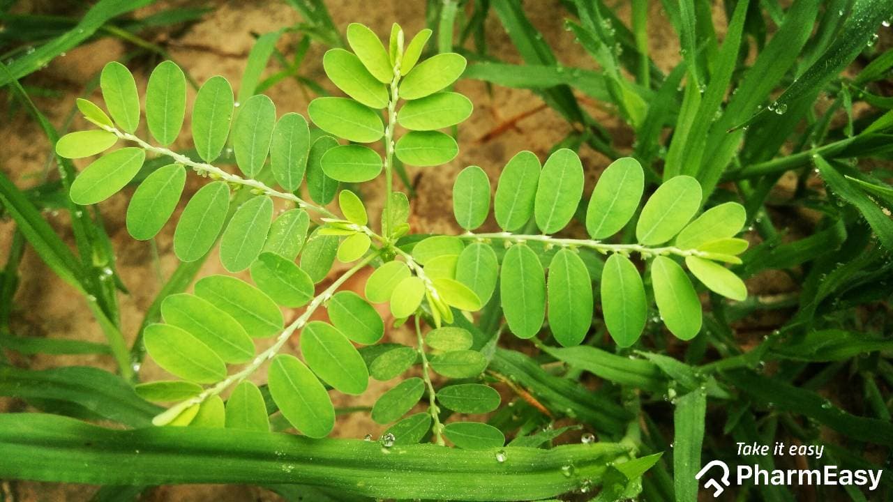 Bhumi Amla: Natural Liver & Kidney Support in India