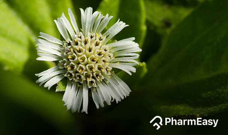 Karisalankanni: Natural Benefits & Uses of False Daisy