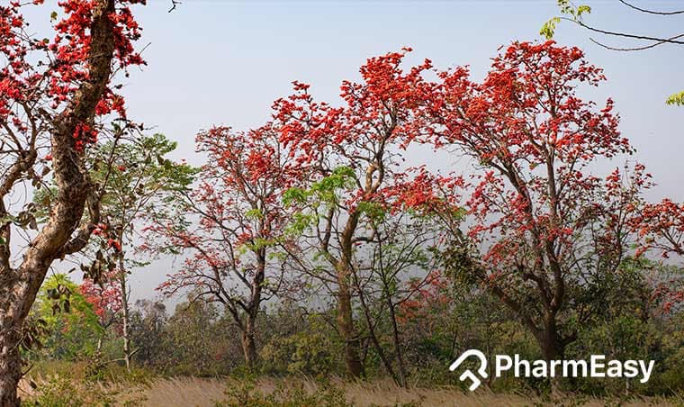 Palash Tree: Ayurvedic Uses, Benefits, Side Effects & More