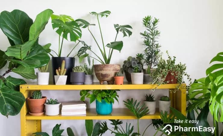 Lucky Indoor Plants for Home: Best 10 for Good Fortune
