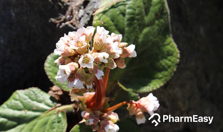 Pashanbhed: Benefits, Uses, Side Effects & Ayurvedic Insights