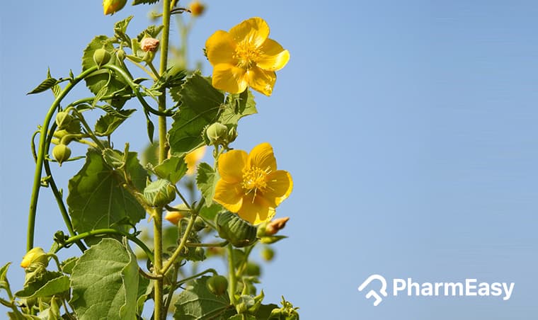 Atibala: Ayurvedic Herb for Strength, Immunity & More