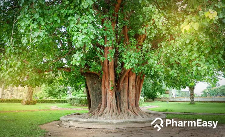 Peepal Tree: Ancient Wisdom for Modern Health