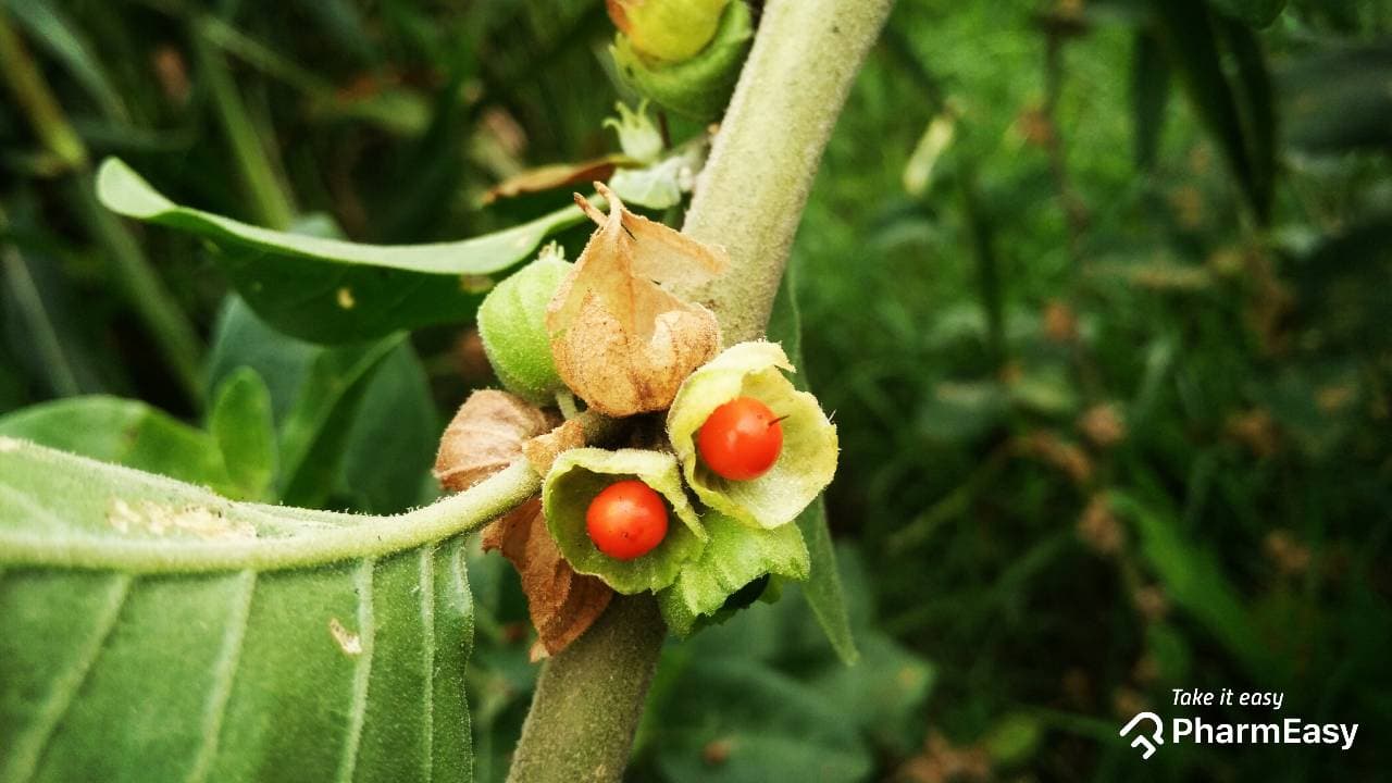 Ashwagandha: Benefits, Uses, Side Effects & More