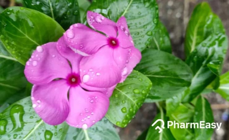 Sadabahar Periwinkle: Uses, Benefits, Side Effects by Dr. Rajeev Singh