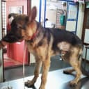 Prakruthi Veterinary Hospital