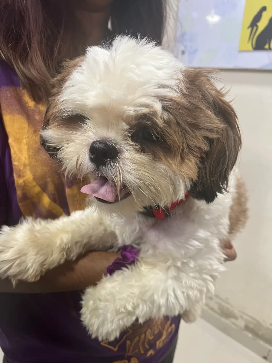 Cessna Lifeline Veterinary Hospital - Domlur