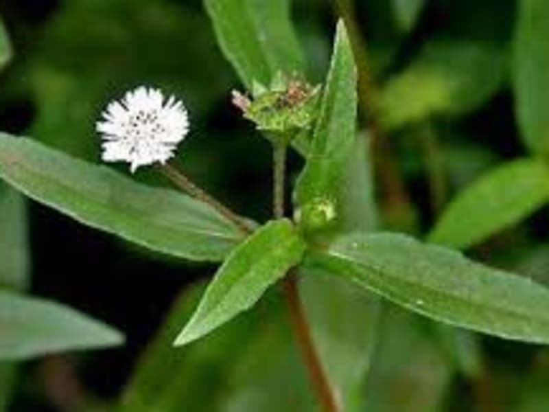 Bhringraj Benefits, Uses & Side Effects Explained 2