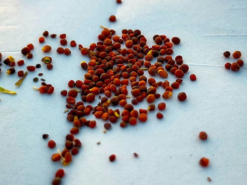 How to Use, Side Effects, Benefits, and Guide to Mustard Seed.