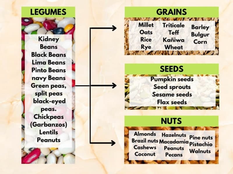 Plant-Based Protein Sources Ranked by Completeness 2