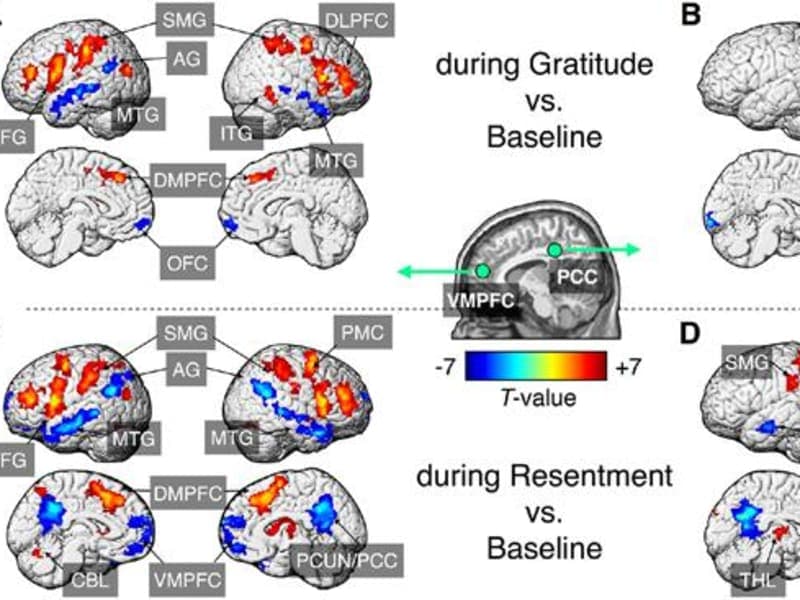 The Neuroscience of Gratitude: How It Rewires Your Brain